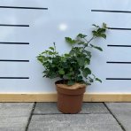 Černica nepichľavá - beztŕňová, veľkoplodá (Rubus fruticosus) ´THORN FREE´ - výška 20-30 cm, kont. C2L, skorá